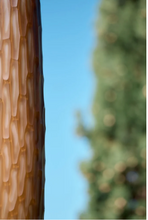 Charger l'image dans la galerie, Antoine Pierini, Arbres repères, 2022
