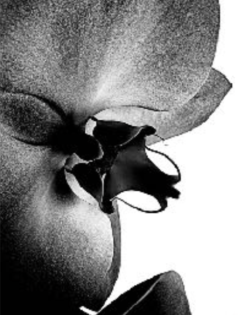 Love Orchid, Stéphane de Bourgies